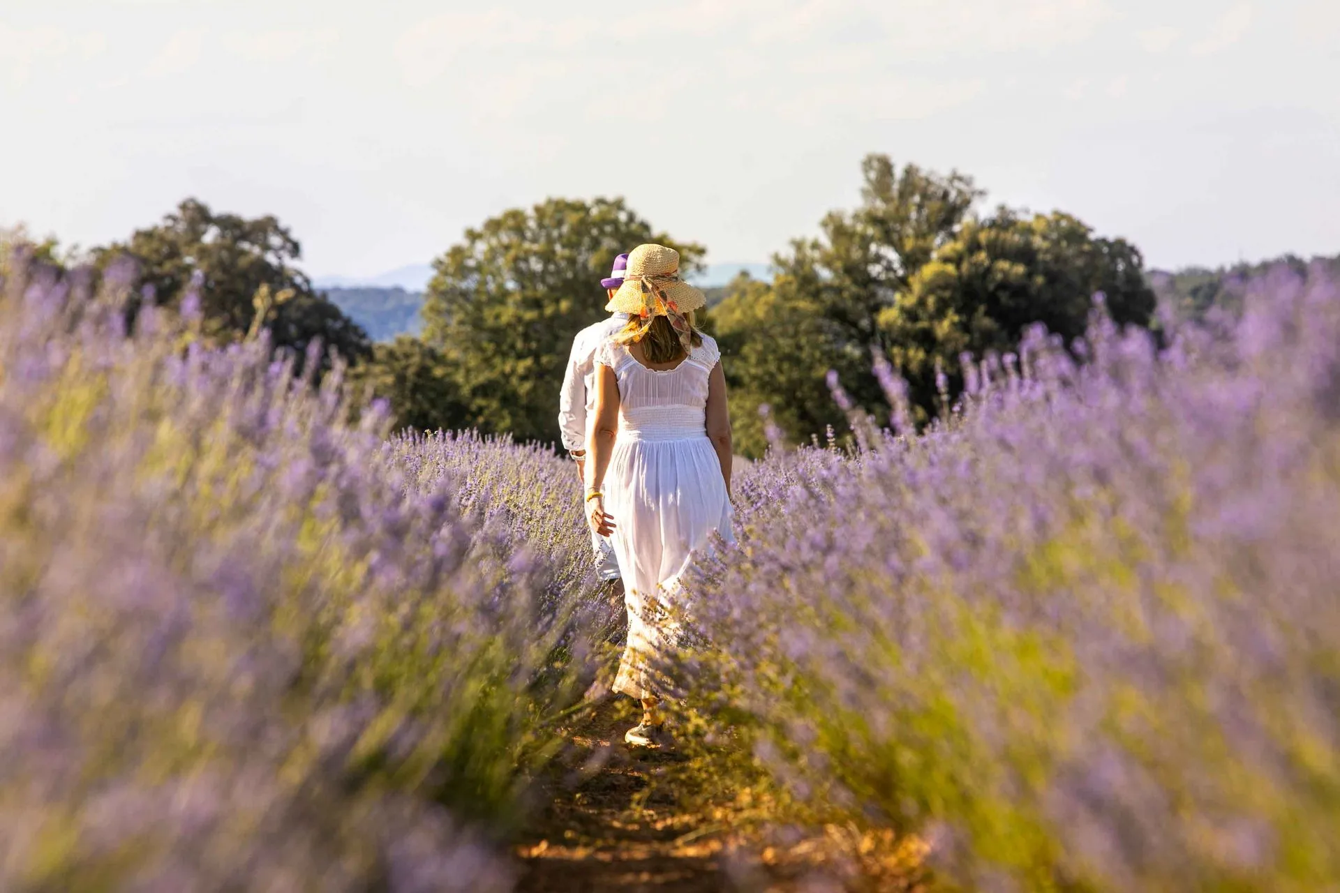 festival-de-la-lavanda-2026